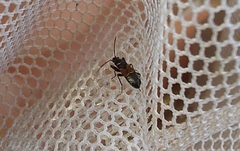 Macrodema microptera