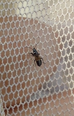 Macrodema microptera