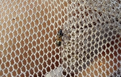 Macrodema microptera