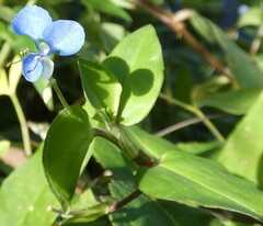 Commelina diffusa