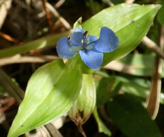 Commelina diffusa