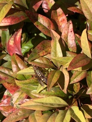 Polistes exclamans