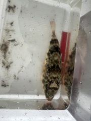 Sphoeroides maculatus