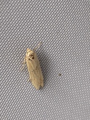 Blastobasis lacticolella