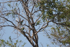 Poicephalus meyeri
