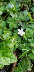 Claytonia sibirica