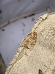 Hoplodrina octogenaria