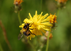 Volucella bombylans