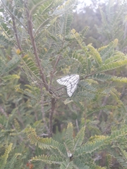 Neuromelia selectata