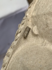 Hofmannophila pseudospretella