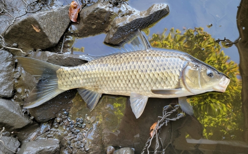 European Carp × Goldfish