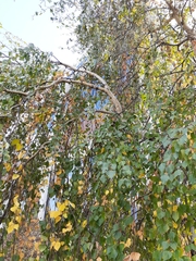 Betula pendula