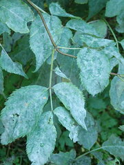 Erysiphe vanbruntiana