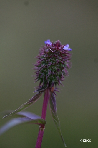 Coleus stenostachys image