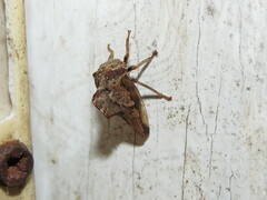 Telamona ampelopsidis