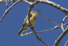 Empidonax fulvifrons