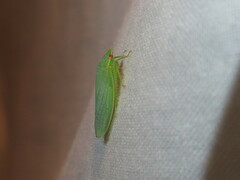 Gyponana