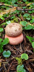 Rubroboletus pulcherrimus