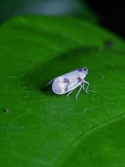 Cixiidae
