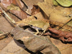 Hamptophryne boliviana