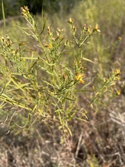 Gutierreziinae