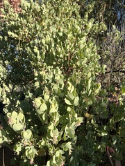 Arctostaphylos glauca