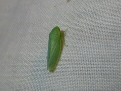 Gyponana