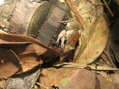 Leptodactylus leptodactyloides