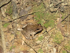 Leptodactylus leptodactyloides