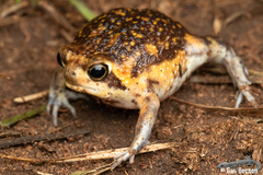 Breviceps adspersus