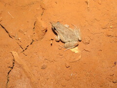 Leptodactylus