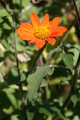 Tithonia rotundifolia
