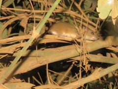 Oecomys bicolor