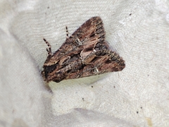 Mniotype occidentalis