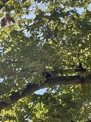 Corvus brachyrhynchos