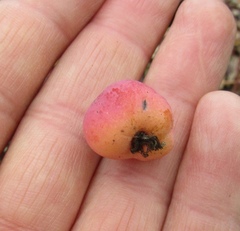 Malus × robusta