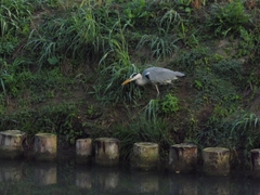 Ardea cinerea