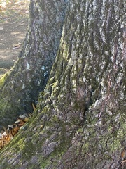 Chrysothrix candelaris