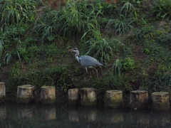 Ardea cinerea