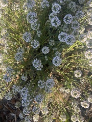 Lobularia