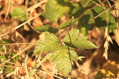 Toxicodendron pubescens