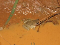 Leptodactylus petersii