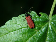 Platycis minutus