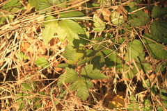Toxicodendron pubescens