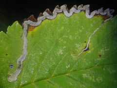 Stigmella lemniscella