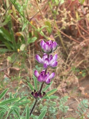 Lupinus microcarpus