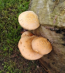 Hemipholiota