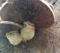 Hemipholiota