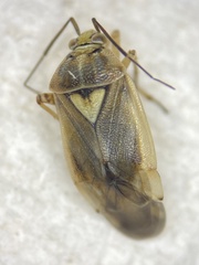 Lygus shulli