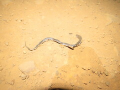 Erythrolamprus taeniogaster